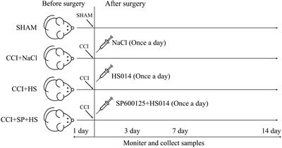 MC4R Is Involved in Neuropathic Pain by Regulating JNK Signaling Pathway After Chronic Constriction Injury